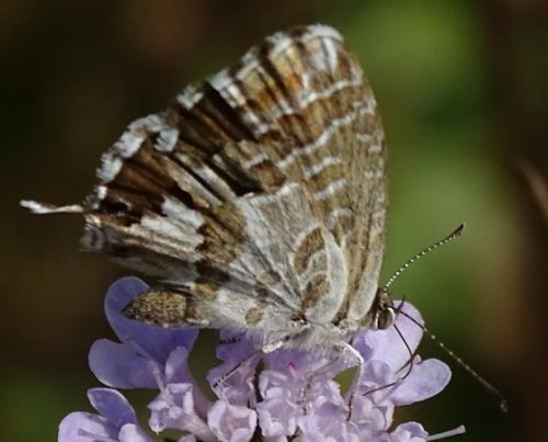 Réf. 192 175 : Cacyreus marshalli